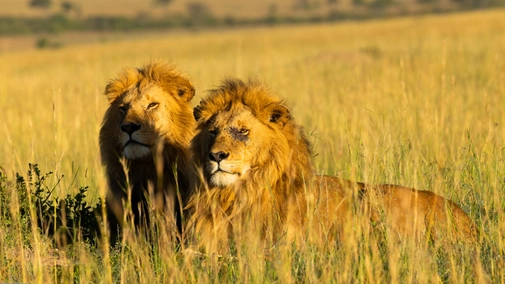 Brotherhood of Lions