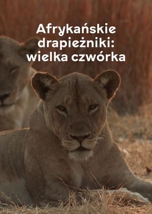 Afrykańskie drapieżniki: wielka czwórka