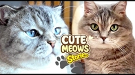 CUTE Story of Meows and Paws Play Fun with Kitten's - New Fun games with Dad and Mom #8