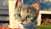 Little Kitten Adventure ANIMATED Cute Cat Story for Preschoolers | Best learning for babies #1402