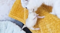 Mother cat is hiding her kitten from dad cat and scolding us