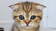 Sleepy and cute kitten says good morning to everyone To the sounds of purring