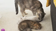 Tender and sweet attitude and conversations of a mother cat towards her kittens