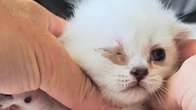 Kitten cries all the time when I treat his eyes. Our boy is not patient