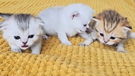 This is how cute kittens crawl, meow, sleep and talk at 3 weeks old