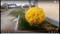 Как стричь с нуля форзицию.