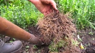 Саженцы самшита двухлетка. boxwood