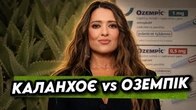 КАЛАНХОЕ проти ОЗЕМПІКУ: Хто переміг?