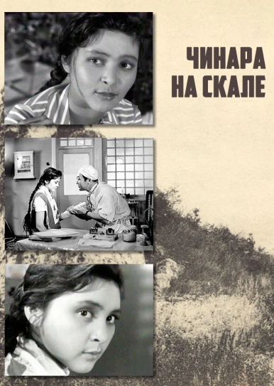 Чинара на скале