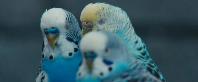 Синяя собака