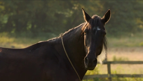 Східний вітер