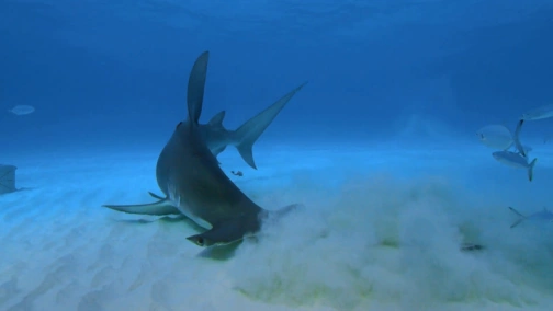 Alien Sharks: Greatest Hits