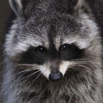 Meeko
