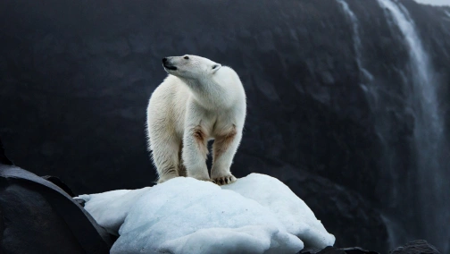 Планета или пластик