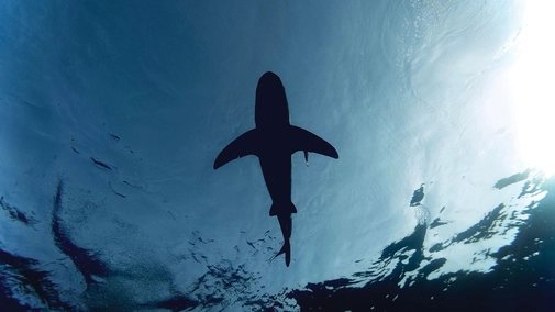 Sharkfest