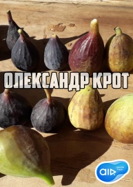 Олександр Крот
