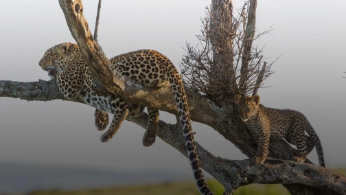 Королева леопардів