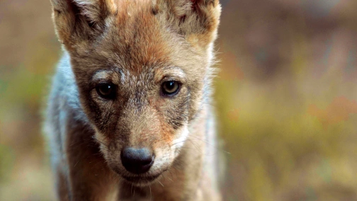 Волк: странник без границ