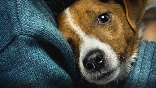 Us, Our Pets and the War UHD