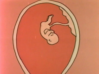 How a baby comes into the world