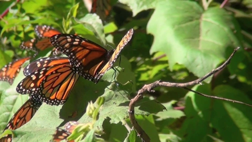 Політ метелика