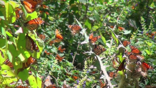 Butterfly's Flight