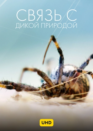 Связь с дикой природой UHD