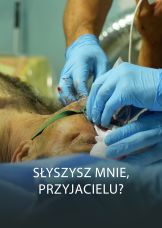 Słyszysz mnie, przyjacielu? — plakat