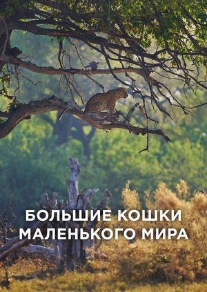 Большие кошки маленького мира