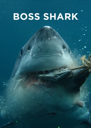 Boss Shark